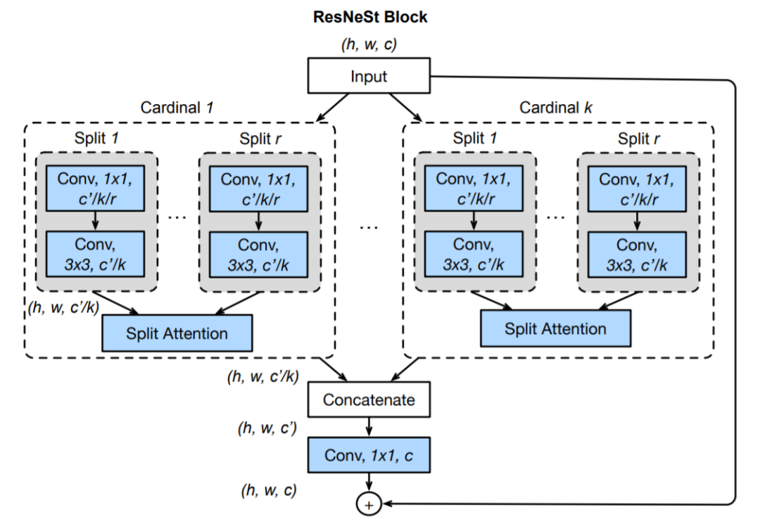 ResNeSt Block 示意图